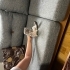 1,5 aylık annesiz yavru fotoğraf