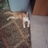 Kâşif Yuva Arıyor fotoğraf