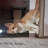 Kâşif Yuva Arıyor fotoğraf