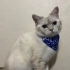 COK SIKILıyorrrrr fotoğraf