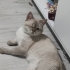 Mavi Gözlü ve Çok Uysal Erkek Kedi fotoğraf