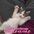 Pamuk yuva arıyor fotoğraf