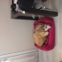 8 aylık husky melezi fotoğraf