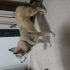 8 aylık husky melezi fotoğraf