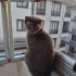 ACİL ÖMÜRLÜK YUVA fotoğraf
