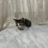 2 AYLIK AŞILARI TAM fotoğraf
