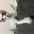 Yavru kedimize acil yuva fotoğraf