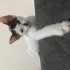Yavru kedimize acil yuva fotoğraf