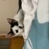 Yavru kedimize acil yuva fotoğraf