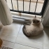 🐾 Leo’ya Ömürlük Yuvasını Arıyoruz fotoğraf