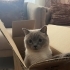 🐾 Leo’ya Ömürlük Yuvasını Arıyoruz fotoğraf