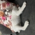Bebek kedimize yuva arıyoruz fotoğraf