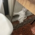 Mecburiyetten ömürlük yuva arıyoruz. fotoğraf