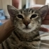 Çakırı vurmuşlar fotoğraf