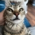 Çakırı vurmuşlar fotoğraf