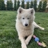 2 Yaşında Kısır Samoyed – Ömürlük Yuvasını Arıyor fotoğraf