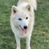 2 Yaşında Kısır Samoyed – Ömürlük Yuvasını Arıyor fotoğraf