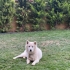 2 Yaşında Kısır Samoyed – Ömürlük Yuvasını Arıyor fotoğraf