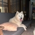 2 Yaşında Kısır Samoyed – Ömürlük Yuvasını Arıyor fotoğraf