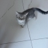 3 Aylık yavrulara yuva arıyoruz fotoğraf