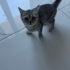 3 Aylık yavrulara yuva arıyoruz fotoğraf