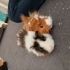 Guinea pig saglikli ele alisik erkek ve disi fotoğraf