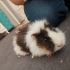 Guinea pig saglikli ele alisik erkek ve disi fotoğraf