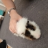 Guinea pig saglikli ele alisik erkek ve disi fotoğraf