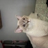 British Shorthair genç erkek kısır fotoğraf