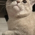 British Shorthair genç erkek kısır fotoğraf