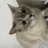 British Shorthair genç erkek kısır fotoğraf