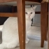 Çok acil yuva aranıyor fotoğraf