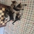 Tam 1 aylık 5 tane tekir yavru. Oldukça sağlıklı ve oyuncudurlar. fotoğraf