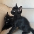 Yavru kedi, annesi Ankara kedisiydi Sokağa atmışlardı. Araba çarpıp öldü. fotoğraf