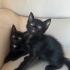 Yavru kedi, annesi Ankara kedisiydi Sokağa atmışlardı. Araba çarpıp öldü. fotoğraf