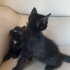 Yavru kedi, annesi Ankara kedisiydi Sokağa atmışlardı. Araba çarpıp öldü. fotoğraf