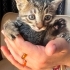 Yavru kedi, annesi Ankara kedisiydi Sokağa atmışlardı. Araba çarpıp öldü. fotoğraf