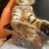 Yavru kedi, annesi Ankara kedisiydi Sokağa atmışlardı. Araba çarpıp öldü. fotoğraf