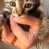 Yavru kedi, annesi Ankara kedisiydi Sokağa atmışlardı. Araba çarpıp öldü. fotoğraf