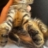 Yavru kedi, annesi Ankara kedisiydi Sokağa atmışlardı. Araba çarpıp öldü. fotoğraf