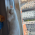 Tertemiz çok uyumlu uysal fotoğraf
