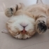 9 Aylık Dişi Kısır British Shorthair fotoğraf