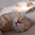 9 Aylık Dişi Kısır British Shorthair fotoğraf