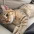 9 Aylık Dişi Kısır British Shorthair fotoğraf