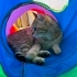 9 Aylık Dişi Kısır British Shorthair fotoğraf