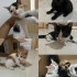 4 dişi 1 erkek 2 aylık kardeşler fotoğraf
