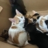 4 dişi 1 erkek 2 aylık kardeşler fotoğraf