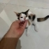 4 dişi 1 erkek 2 aylık kardeşler fotoğraf