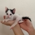 🐾 4 minik patili, ömürlük yuvalarını arıyor 🐾 fotoğraf