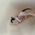 🐾 4 minik patili, ömürlük yuvalarını arıyor 🐾 fotoğraf